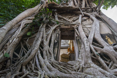 Close-up of tree