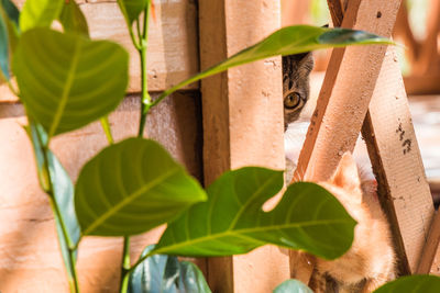 A young kitten playing in a fence