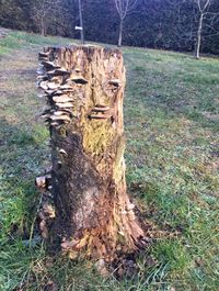 Tree stump on field