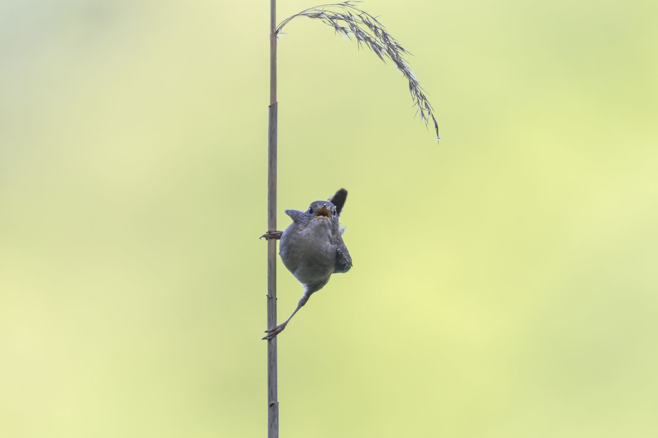 CLOSE-UP OF BIRD PERCHING ON A PLANT