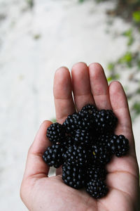 Hand with freshly picked blackberries