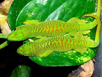 Close-up of green lizard