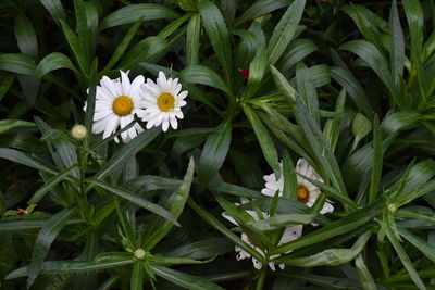 High angle view of white flowering plants on field