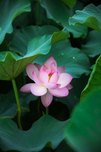 Close-up of pink water lily