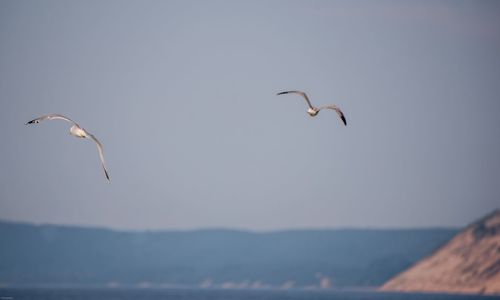 Seagulls flying in the sky