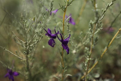 Close-up of purple flowering plant