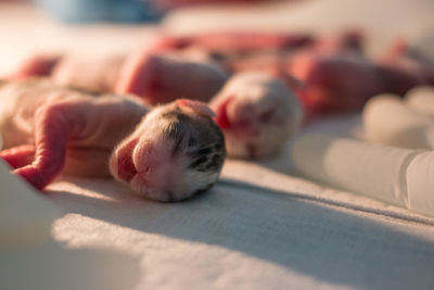 Close-up of kittens lying on bed
