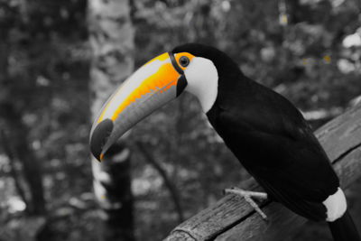 Close-up of bird perching outdoors