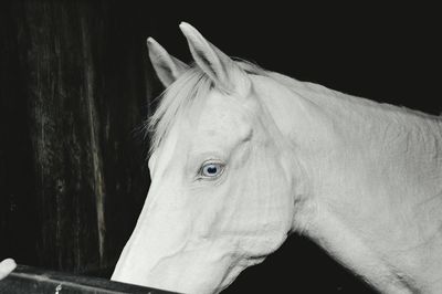 Close-up portrait of horse