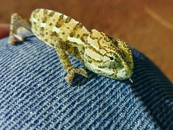 Close-up of lizard