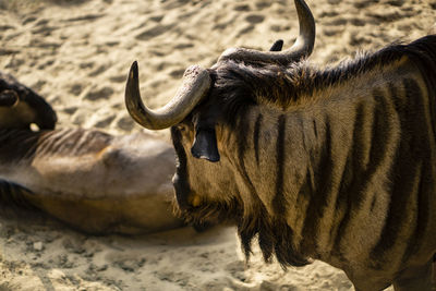 Close-up of wildebeest