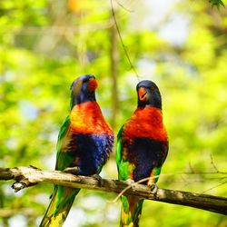 Close-up of parrot perching on branch