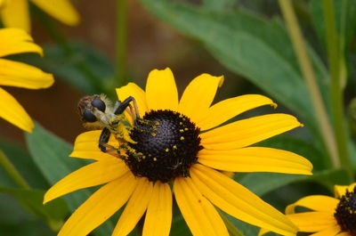 Bee on yellow flower