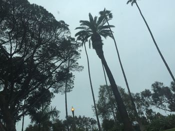 Low angle view of palm trees