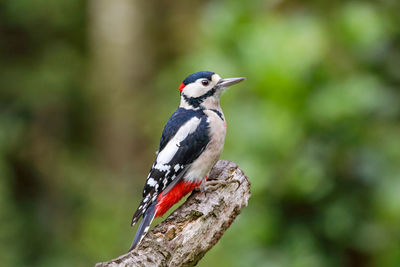 Close-up of bird perching on a tree