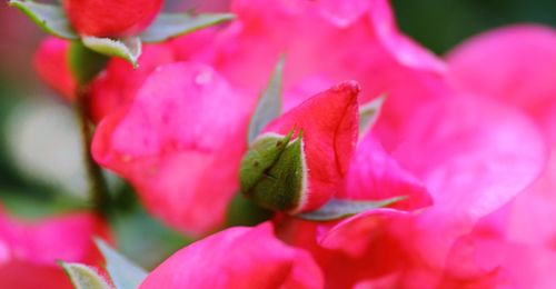 Close-up of pink rose blooming outdoors