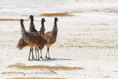 Group of young australian emu birds in the wild in port lincoln