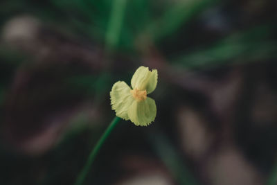 Close-up of yellow flowering plant