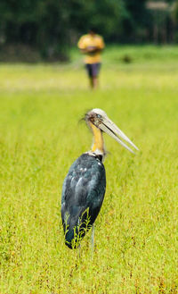 Close-up of bird on field