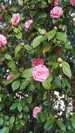 Close-up of pink flowers
