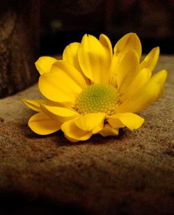 Close-up of yellow flowers blooming outdoors