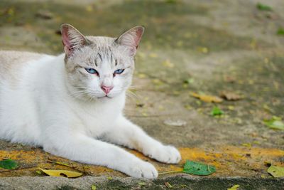 Portrait of a cat