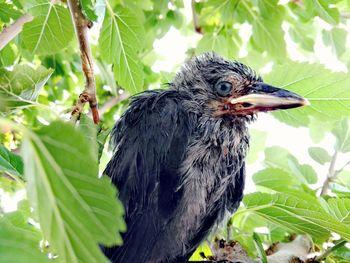 Close-up of bird perching on a tree