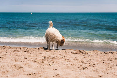 View of a horse on the beach