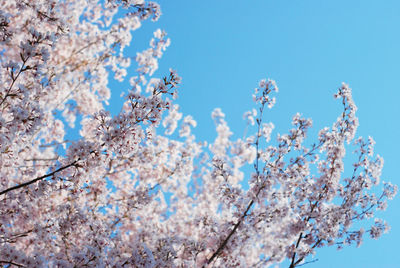 Low angle view of cherry blossom against blue sky