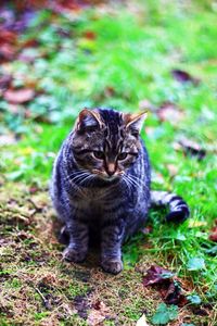 Portrait of cat sitting on grass