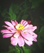 Close-up of pink flower against black background