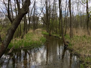 Scenic view of lake in forest