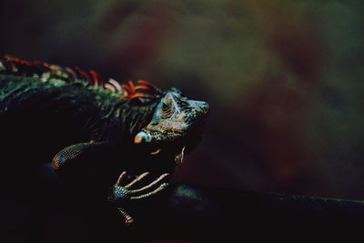 Close-up of iguana