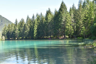 Scenic view of lake against trees in forest