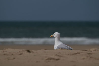 Close-up of bird on beach against sky