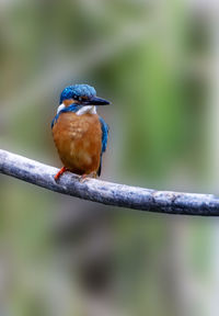 Close-up of bird perching on branch