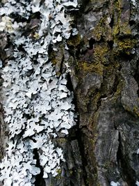 Close-up of water on tree