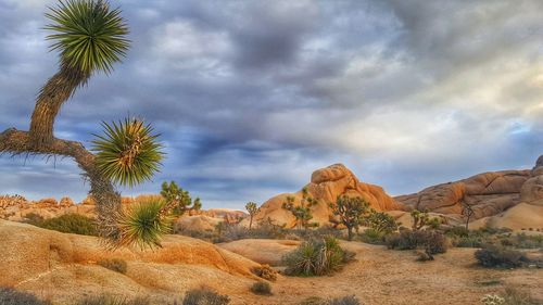 Scenic view of palm trees on landscape against sky