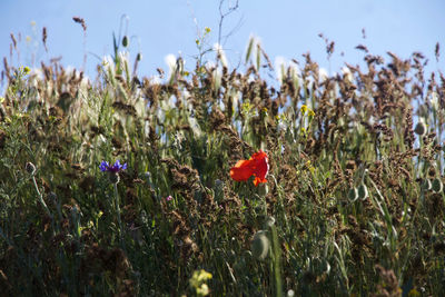 Close-up of red poppy flowers in field