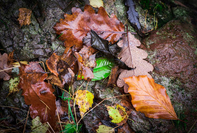 High angle view of maple leaves fallen on tree during autumn