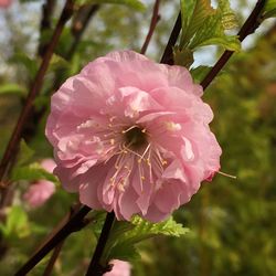 Close-up of pink flower blooming outdoors