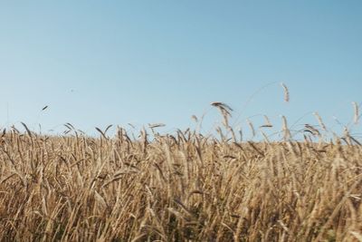 View of stalks in field against clear sky