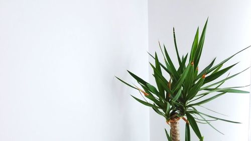 Close-up of plant