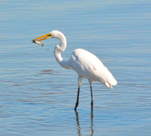 Bird in water