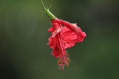 Close-up of red hibiscus flower