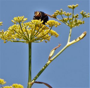 Low angle view of carpenter bee on green flowers against sky