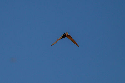 Low angle view of bird flying against clear blue sky