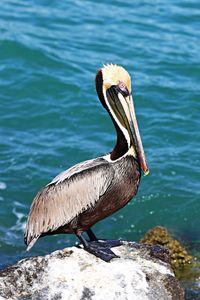 Close-up of bird perching on rock