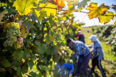 Full frame shot of grapes growing on field