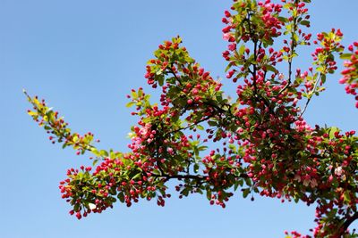 Low angle view of flowers against blue sky